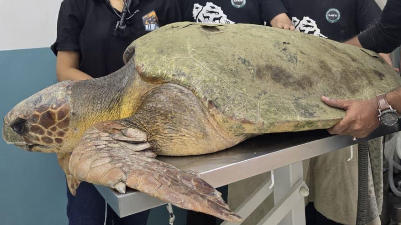 Soon after noticing the unusual activity, the police personnel rescued the turtle and brought it ashore on their patrol boat