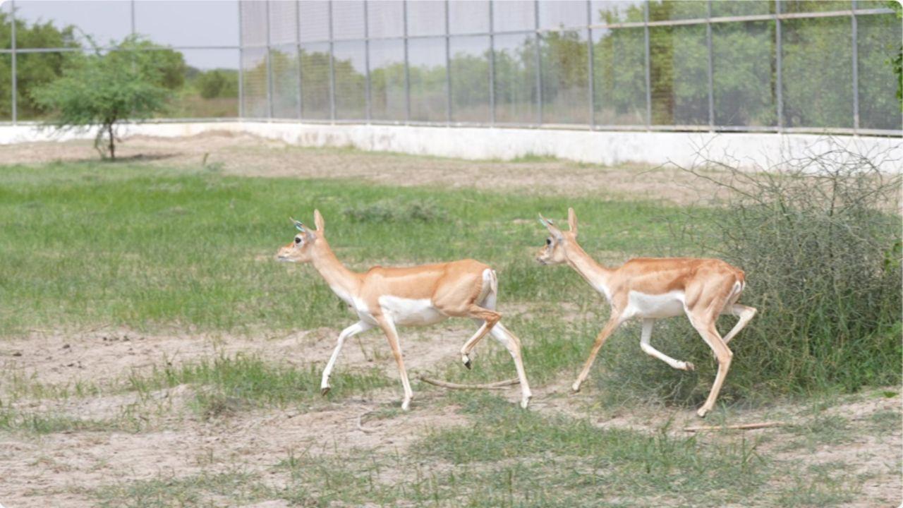 Banni Grassland blackbuck release.