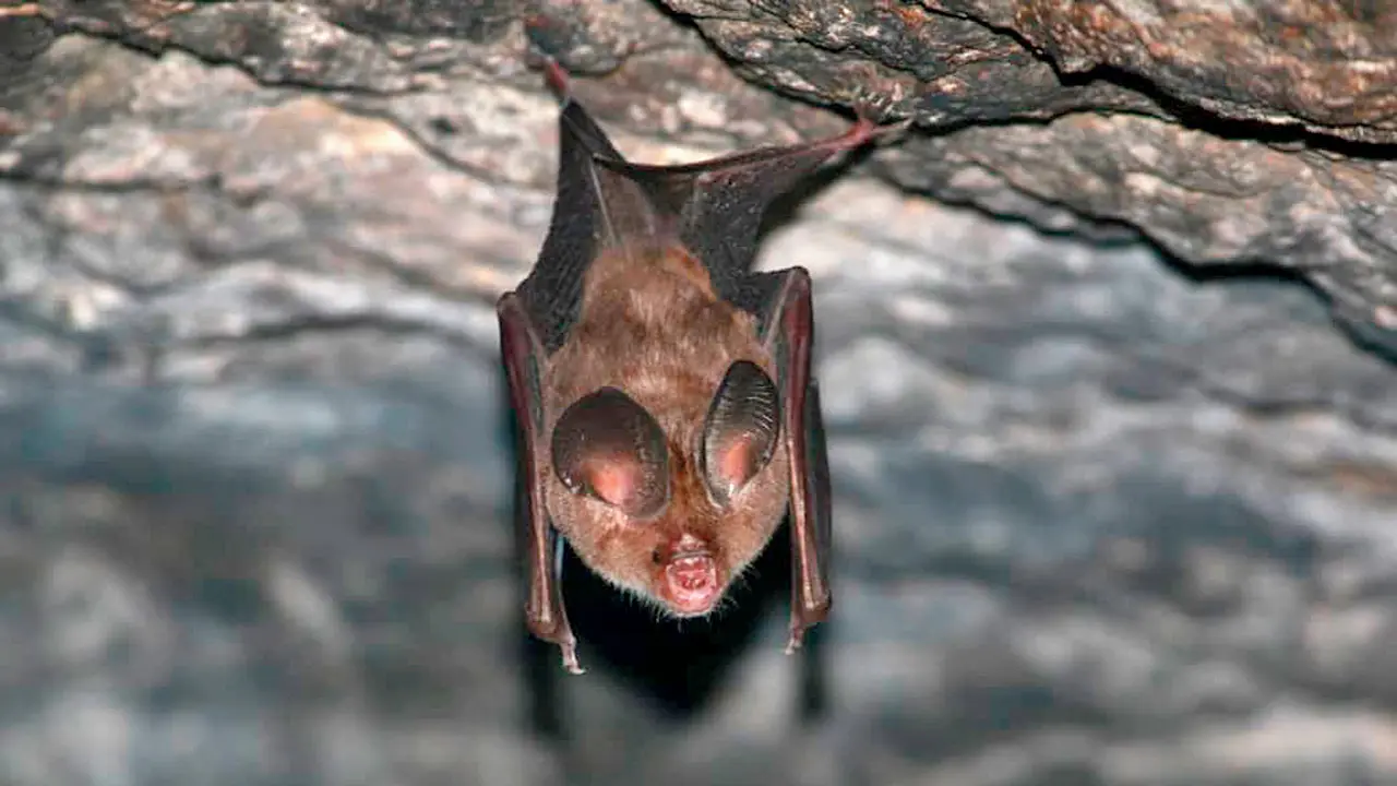 Deep-dive into a lesser-known bat species to learn more about the nocturnal creatures Fulvus Leaf-nosed Bat. PIC COURTESY/RAJKUMAR PATEL