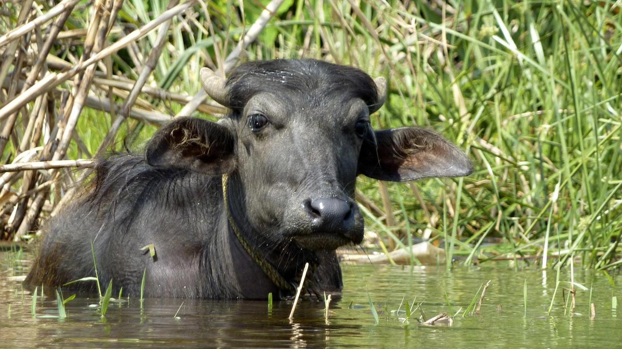 Image for representational purpose only. Photo Courtesy: File pic