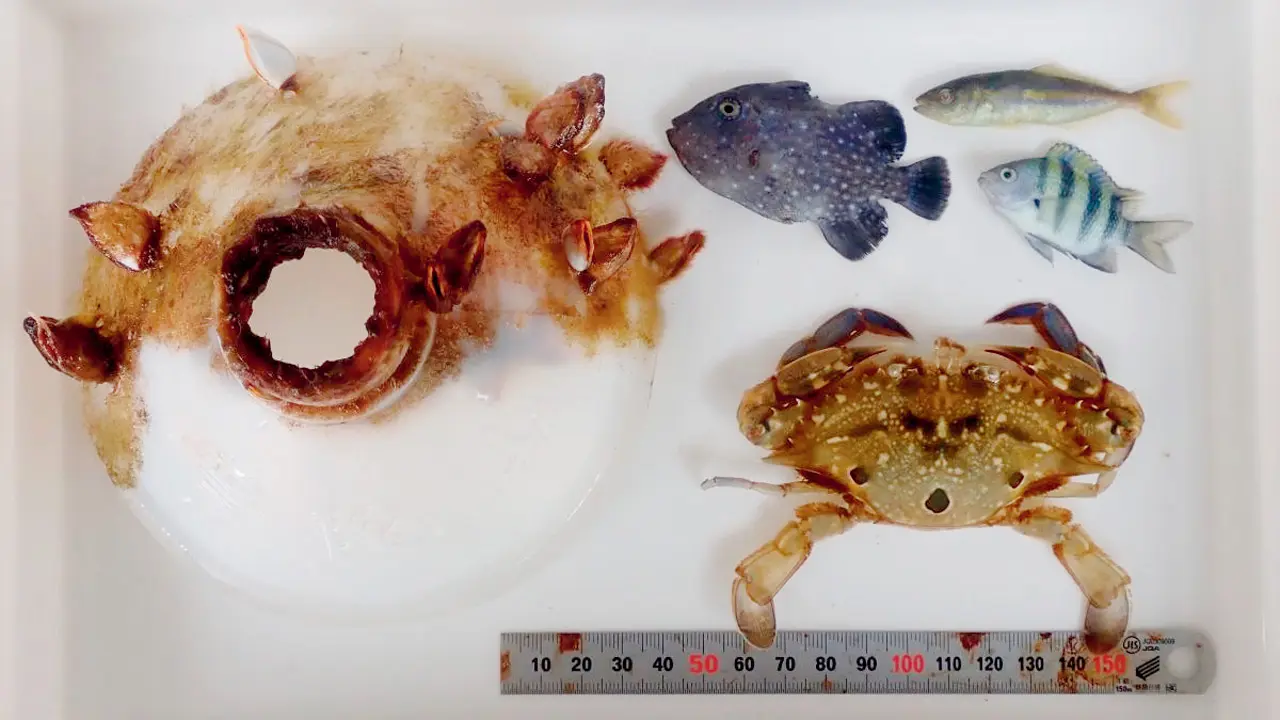 Crab trapped inside plastic bottle after outgrowing its narrow opening, study finds The crab and other contents of the bottle. PIC COURTESY/Hiroshima University