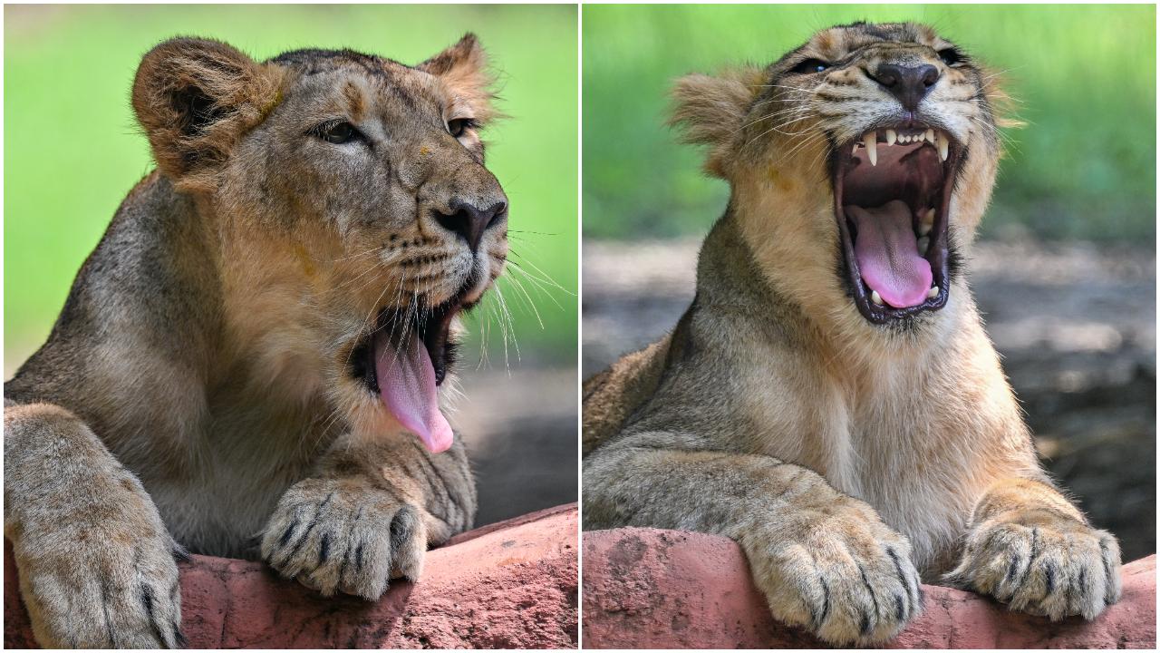 Two young lions are see in their enclosure at National Zoological Park, popularly called the Delhi Zoo, in New Delhi, Sunday