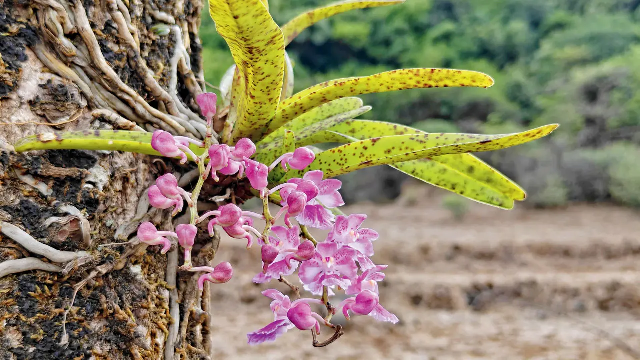 Everything cannot be a social media trophy! A rare flower in the plateau and hill-crest habitats of the Northern Western Ghats. Pic/Jigar Solanki