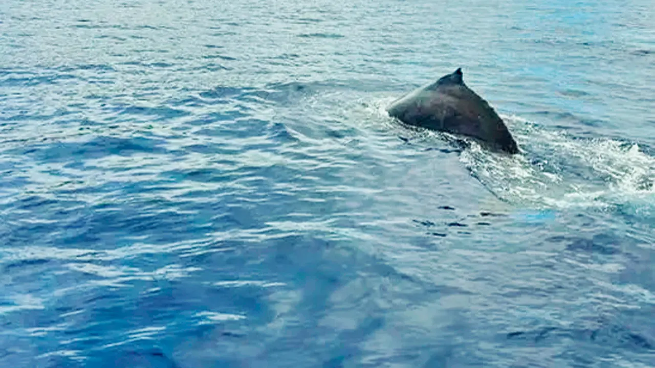 Whale songs change with dive depth, new study finds Representation pic/istock