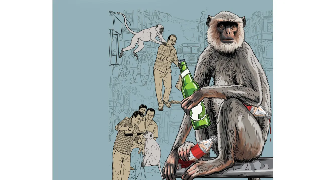 Mumbai: langur that terrorised Andheri finally captured; officials probe alleged alcohol exposure