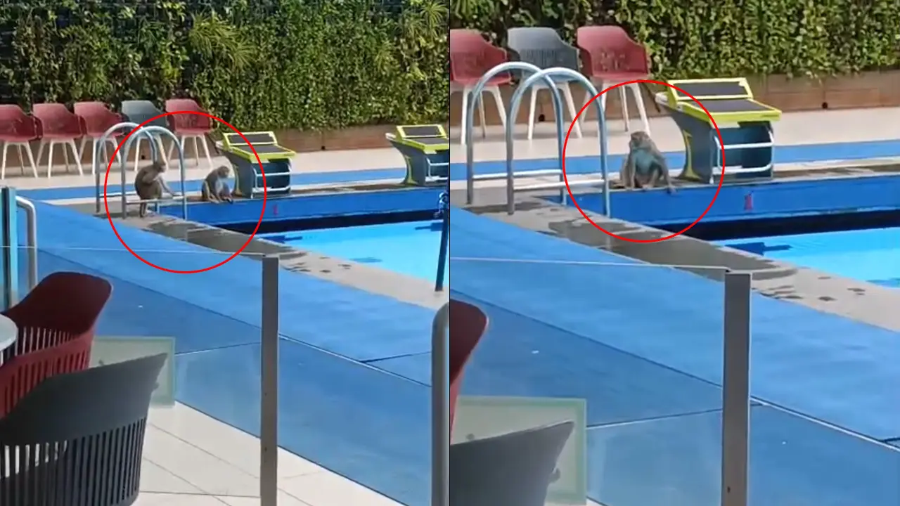 Khar Gymkhana gets unexpected pool guests as monkeys take dips, alarm visitors The two monkeys sit poolside