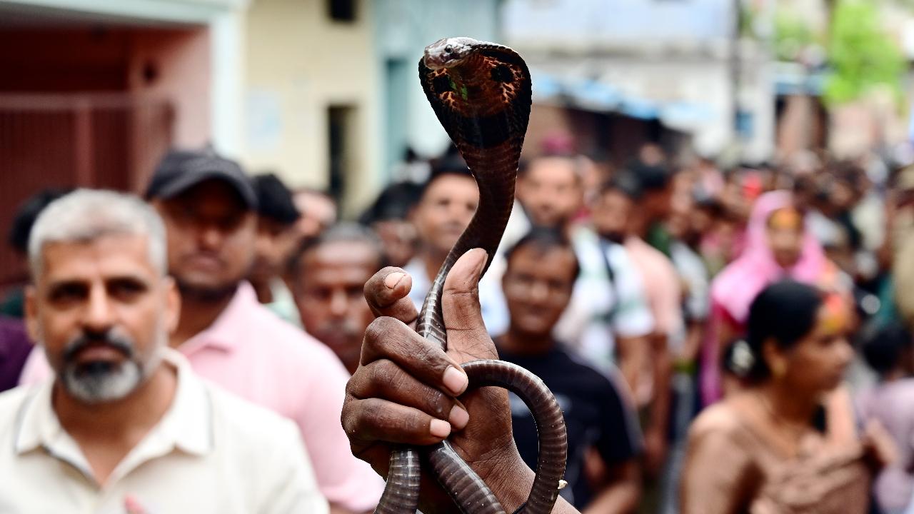 A snake charmer displays a cobra as devotees queue to offer prayers at Nagvasuki Temple on the day of 'Nag Panchami', in Prayagraj, Uttar Pradesh, Monday, August 17