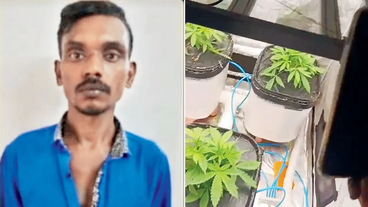 Mumbai police bust indoor hydroponic cannabis setup in Borivali