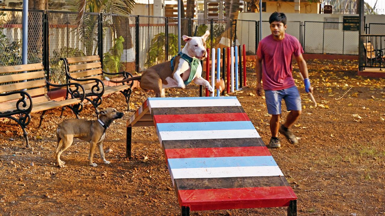 BMC takes key step towards introducing municipal pet parks across Mumbai There is no specific policy in place for pet park development. FILE PIC/ASHISH RAJE