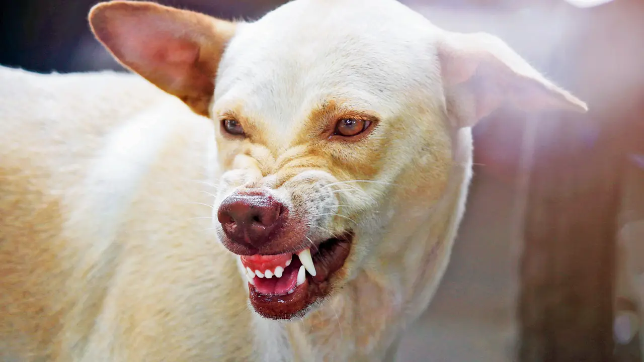 Rabid stray dog terror in Kalyan: Nearly 130 bitten, 25 hospitalised Representation pic