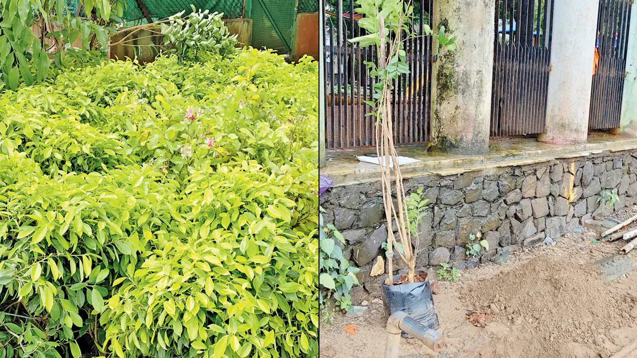 Dadar residents turn to trees after two years of red soil pollution concerns Saplings that will one day grow into medium-sized trees which create a wind barrier around the periphery of Shivaji Park in Dadar West. Pics/By Special Arrangement