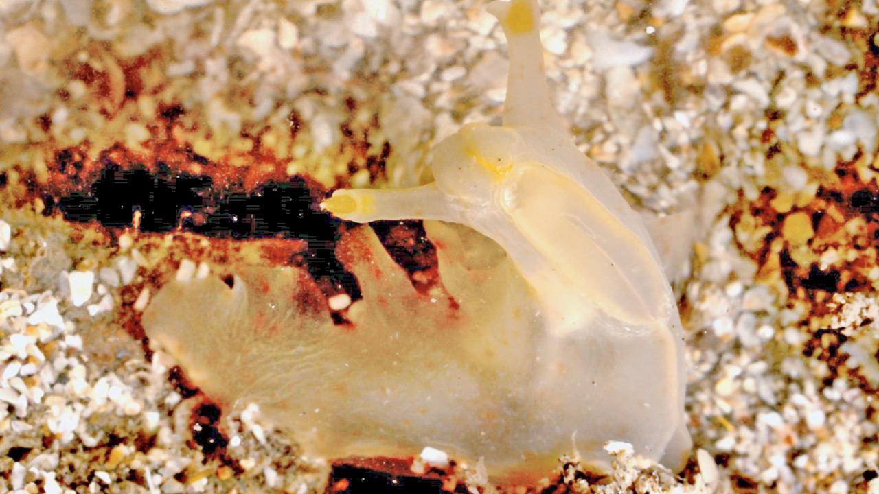 The Sargassum sea slug documented at Bhuigaon Beach in Vasai. Pics courtesy/Datta Pednekar