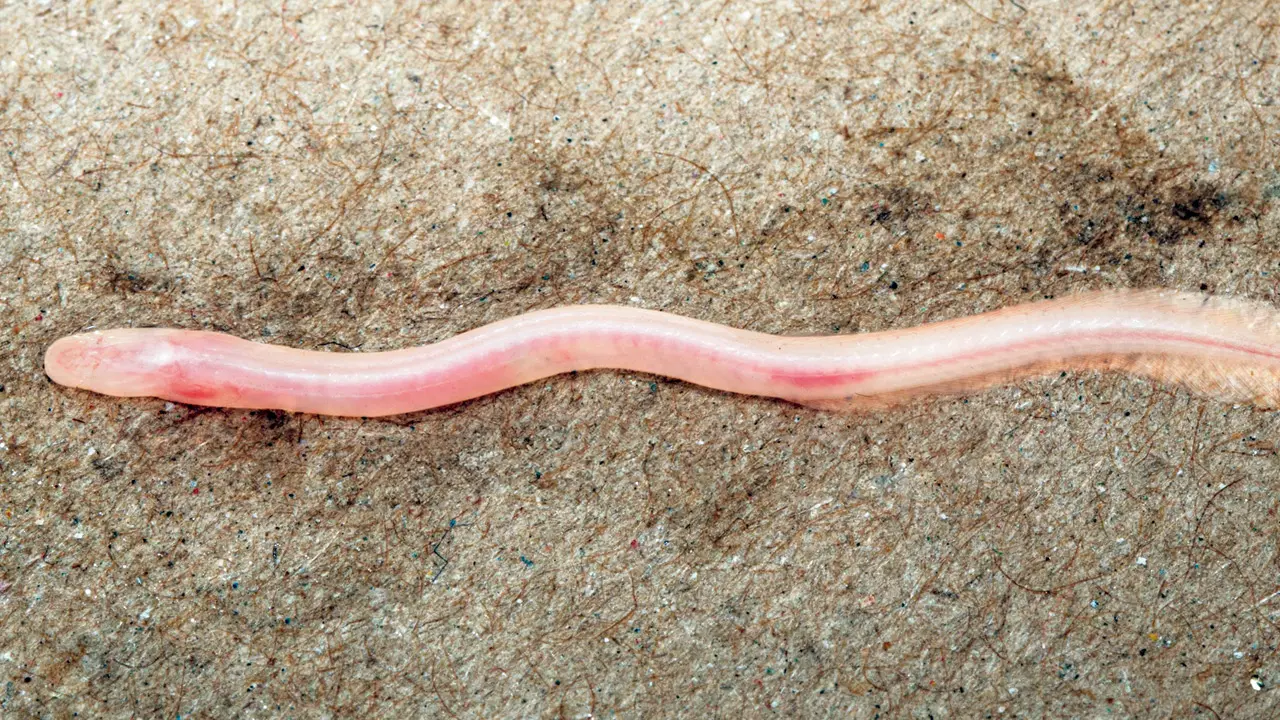 Scientists discover first subterranean fish from Gangetic Basin in Bihar Gangaichthys indonepalicus, the newly discovered species. PIC COURTESY/Thackeray Wildlife Foundation