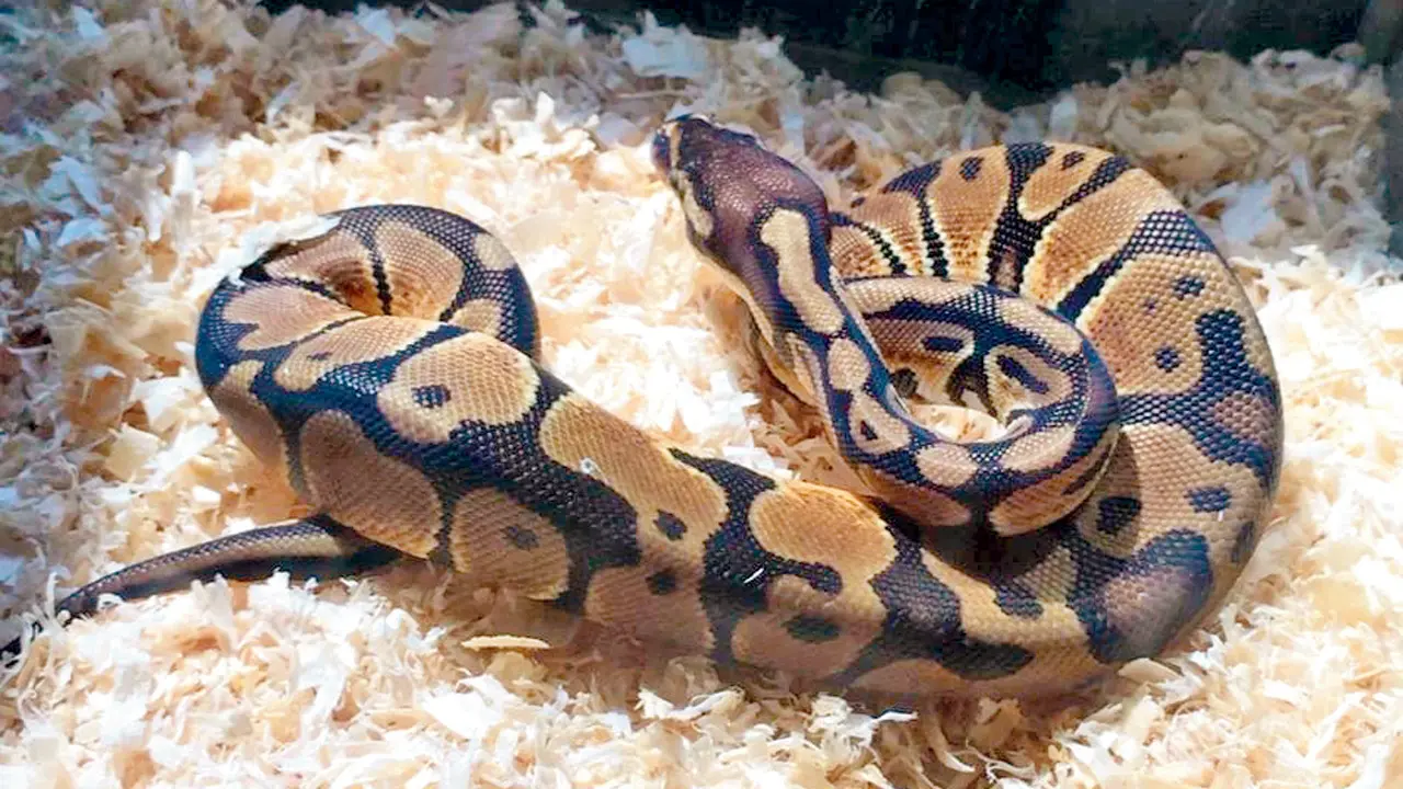 Exotic ball python rescued from Andheri flat; wildlife crime case registered Building in Andheri East, where ball python was rescued from rescued ball python. Pics/By Special Arrangement