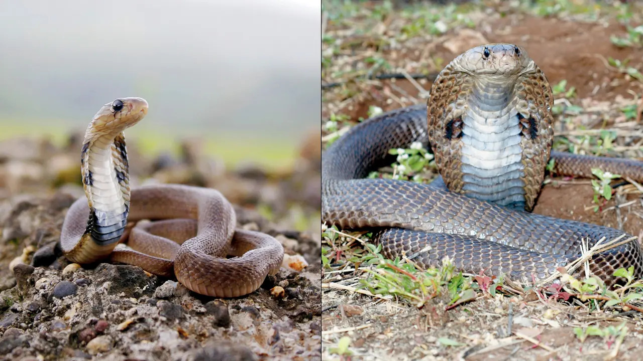 Nag Panchami: Permission to capture 41 cobras in Maharashtra Sangli questioned The Indian spectacled cobra (Naja naja). Representation Pic/iStock