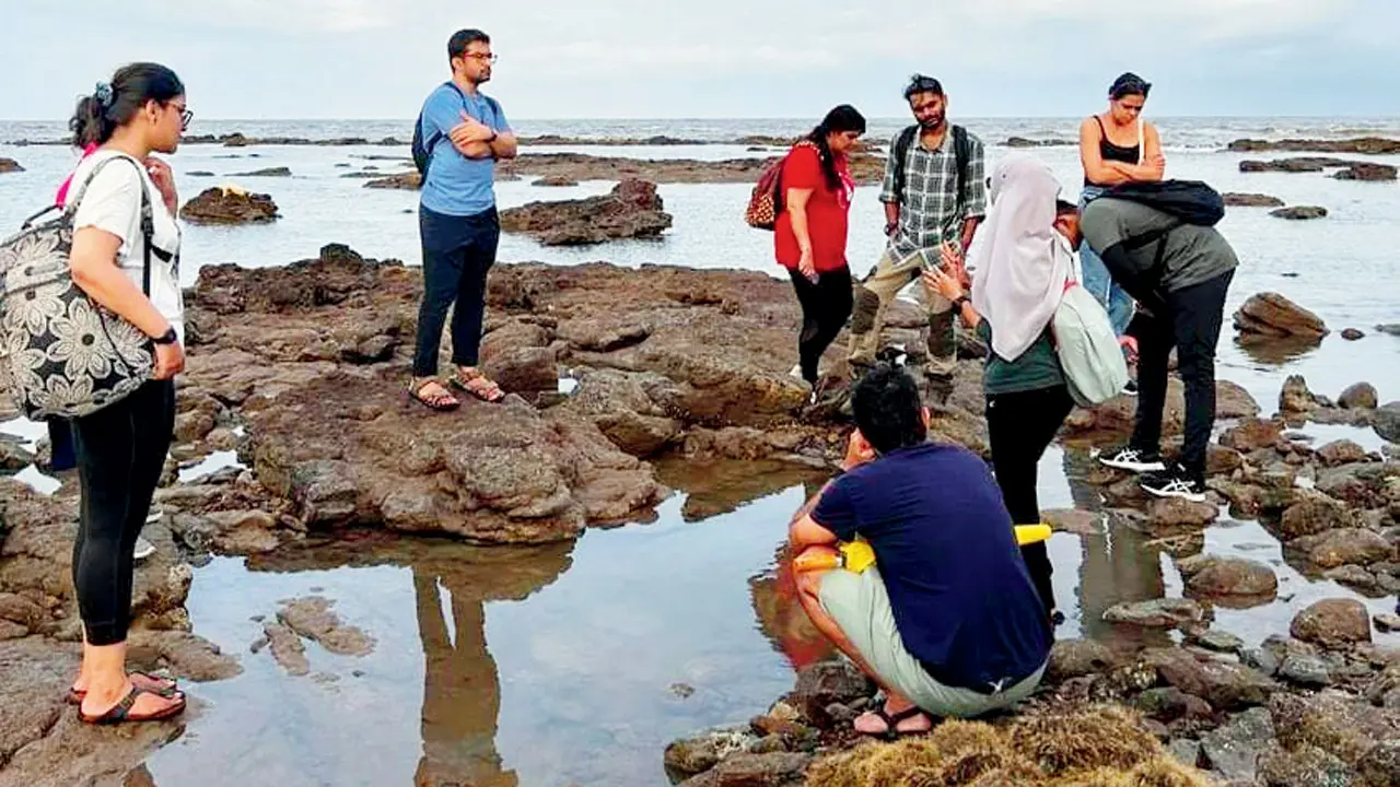 Time for tidepools in Mumbai, and here's all you need to know about them Participants at a previous shorewalk in Haji Ali. PICS COURTESY/MLOM