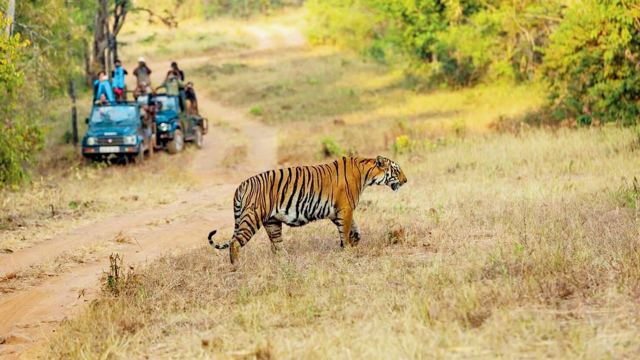 The Tadoba Andhari Tiger Reserve in Maharashtra. PIC COURTESY/Maharashtra Tourism