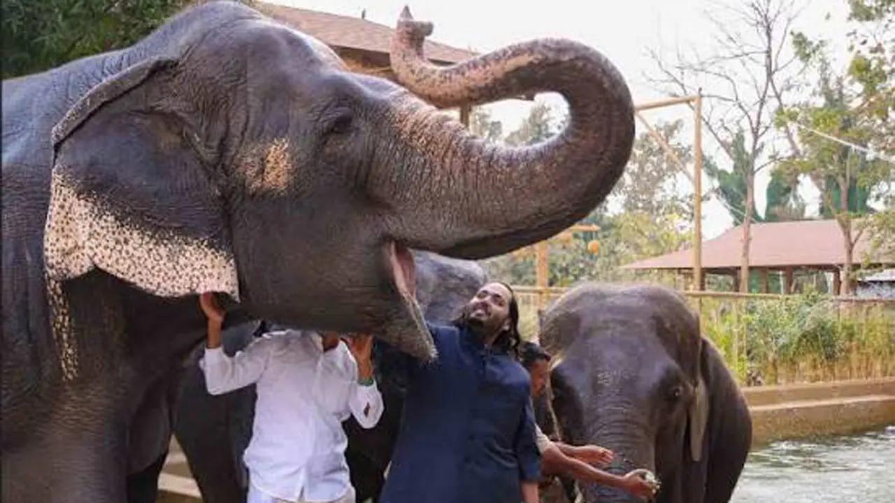 Vantara submits voluntary CITES commitments, steps up focus on in-situ conservation Anant Ambani seen with one of the elephants at Vantara. pic/Wikipedia