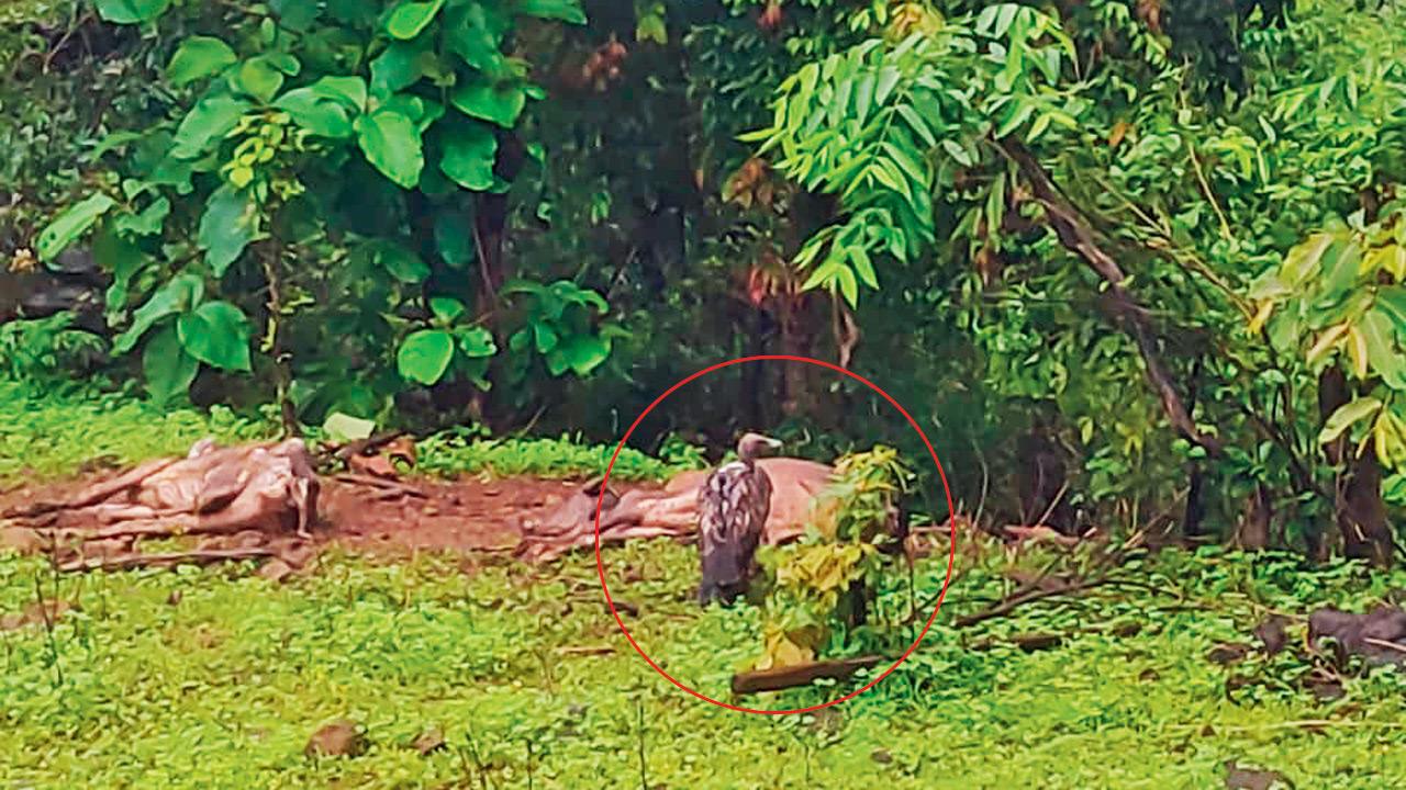 Vulture J132 feeding on a cattle carcass