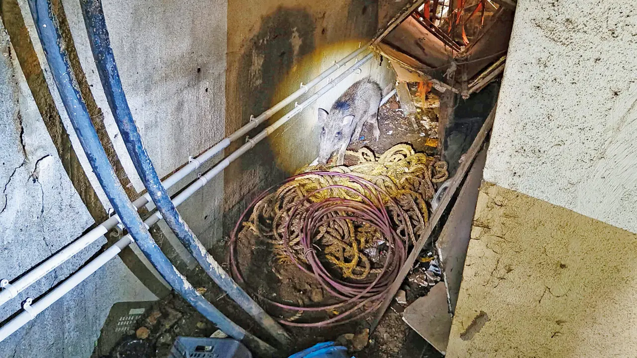 Wild boar barges into Goregaon East housing society, residents panic The wild boar inside the ground-floor storeroom after a society member safely guided it there. Pic/By Special Arrangement