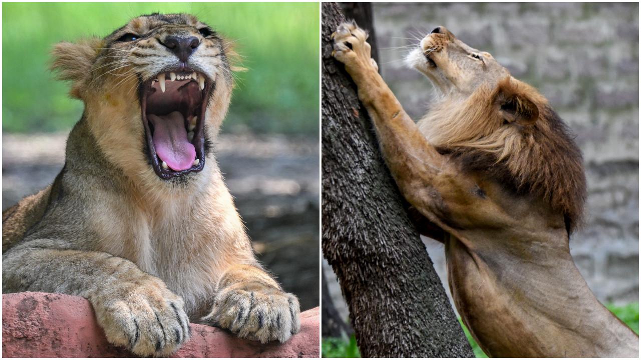 PICS | World Lion Day 2026: Glimpses of majestic lions across India World Lion Day is observed on August 10 every year, and India boasts of more than 700 of them. Photos Courtesy: PTI