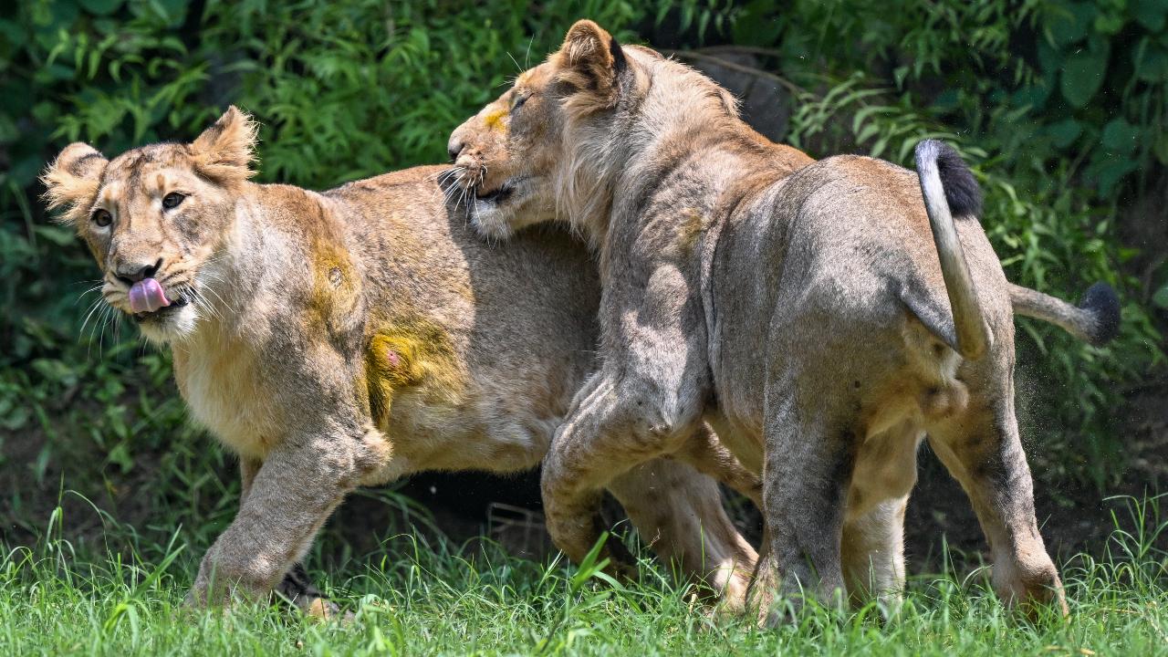 A pair of lions seen interacting in its enclosure, at National Zoological Park, in New Delhi, Sunday