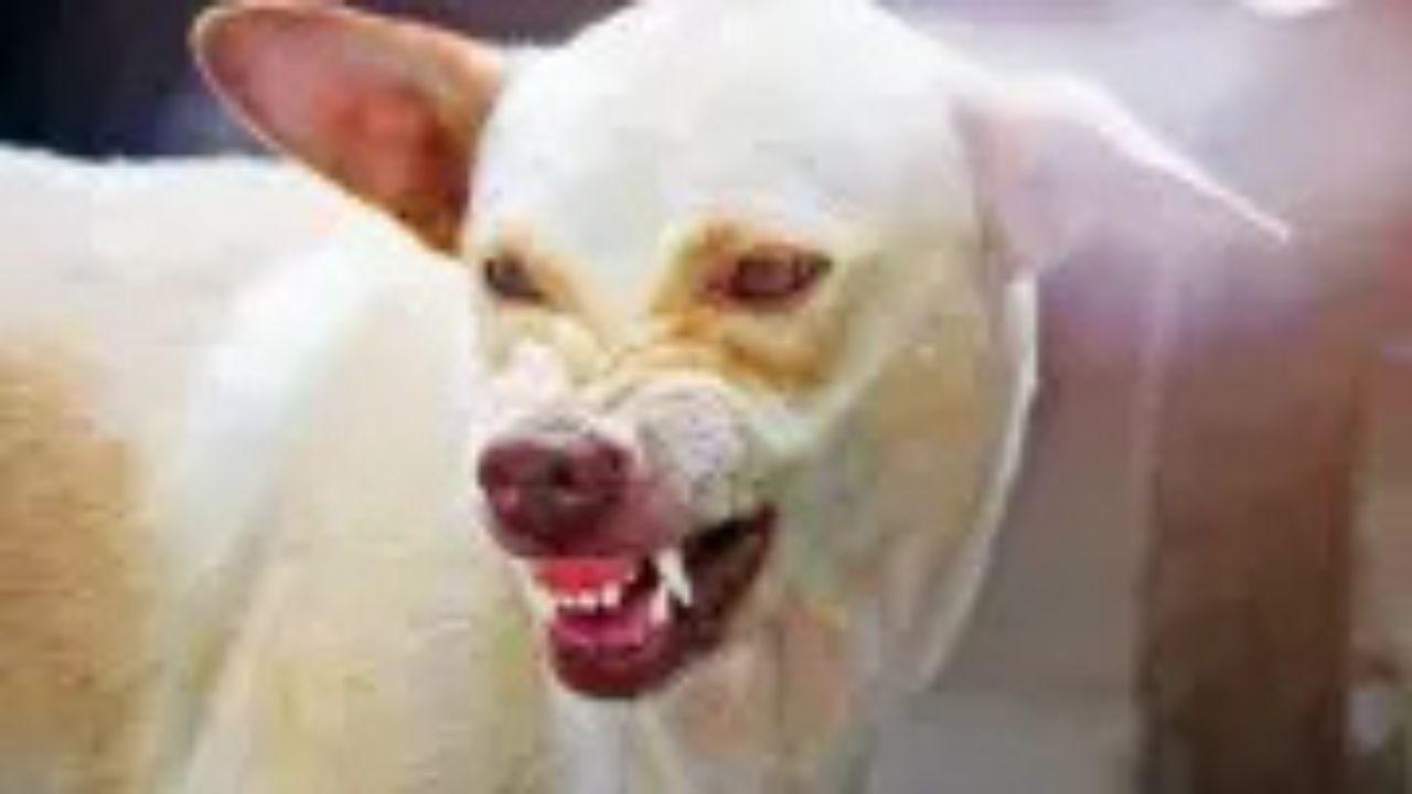 Mumbai LIVE: Kalyan rabid dog attack: Nearly 130 bitten, 25 hospitalised