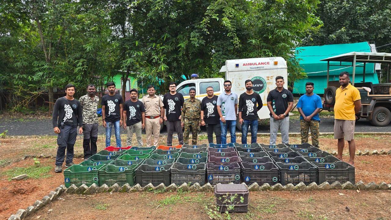 IN PHOTOS: 216 rescued Indian star tortoises repatriated from Mumbai to Tadoba The 216 tortoises were rescued during various enforcement operations against illegal wildlife trafficking, as well as separate rescue efforts across Mumbai and Thane. (Pic/ RAWW)