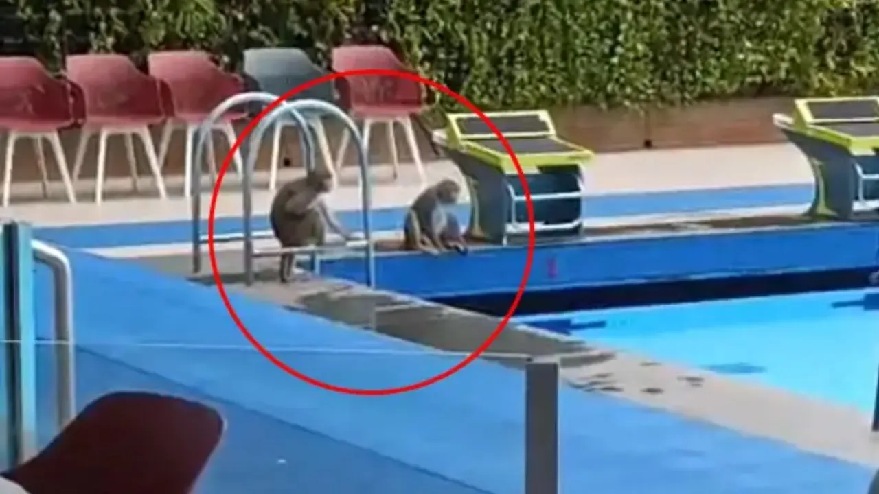 IN PHOTOS: Monkeys turn Khar Gymkhana pool into their playground The two monkeys sit poolside.(PICS/ SPECIAL ARRANGEMENT)