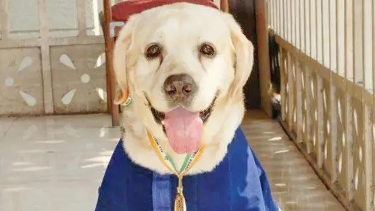 Maharashtra announces lifetime care for retired police dogs The new arrangement is intended to prevent such disruption and provide continuity of care. Representational Pic/File