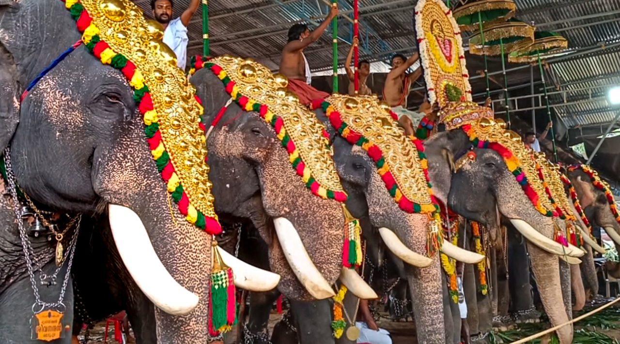 Caparisoned elephants and their mahouts take part in the Thiruvonam celebrations in Kochi Caparisoned elephants and their mahouts take part in the Thiruvonam celebrations in Kochi