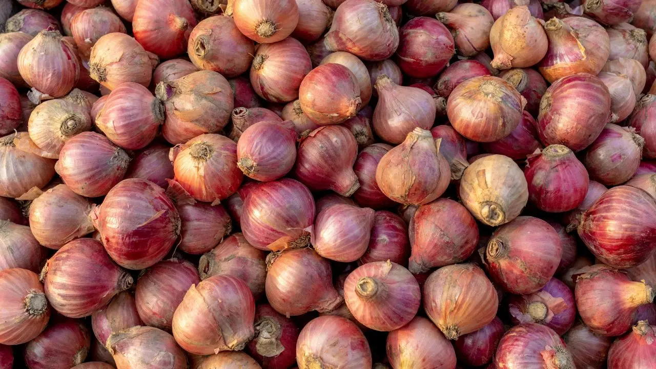 Onion prices: Centre begins retail sale at Rs 35 per kg in Delhi Onion production is estimated at 307.37 lakh tonnes in 2025-26, compared with 307.67 lakh tonnes in the previous year. Representational Pic