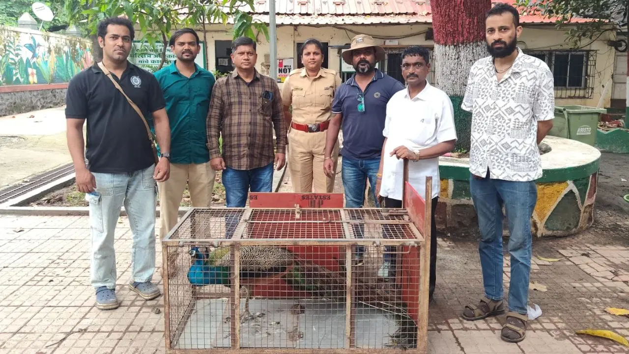 मुंबई: बोरीवली में बचाए गए मोर को मेडिकल जांच के बाद सुरक्षित जंगल में छोड़ा गया