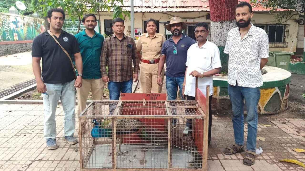 Mumbai LIVE: Peacock rescued in Borivali released into wild after examining it Peacock rescued in Borivali, released back into wild after health check (Pic/Special arrangement)