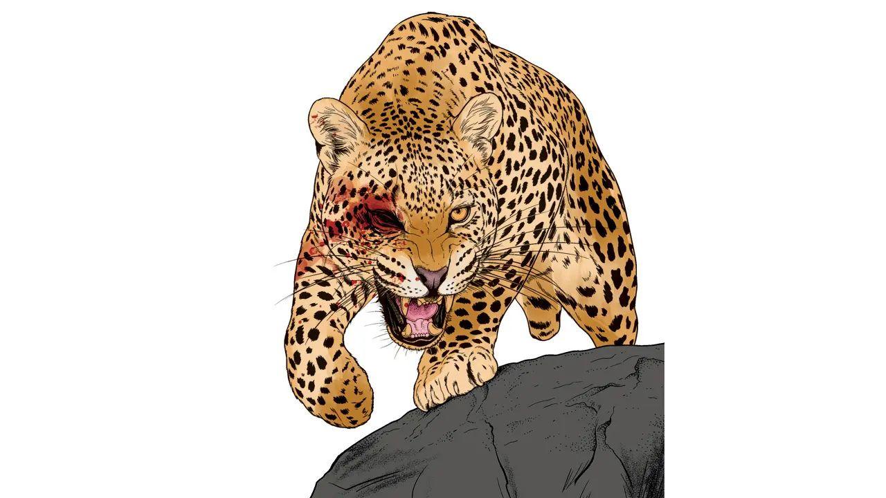 The leopard is suspected to have an eye injury and has been sighted on the IIT Bombay campus over the past two to three months The leopard is suspected to have an eye injury and has been sighted on the IIT Bombay campus over the past two to three months