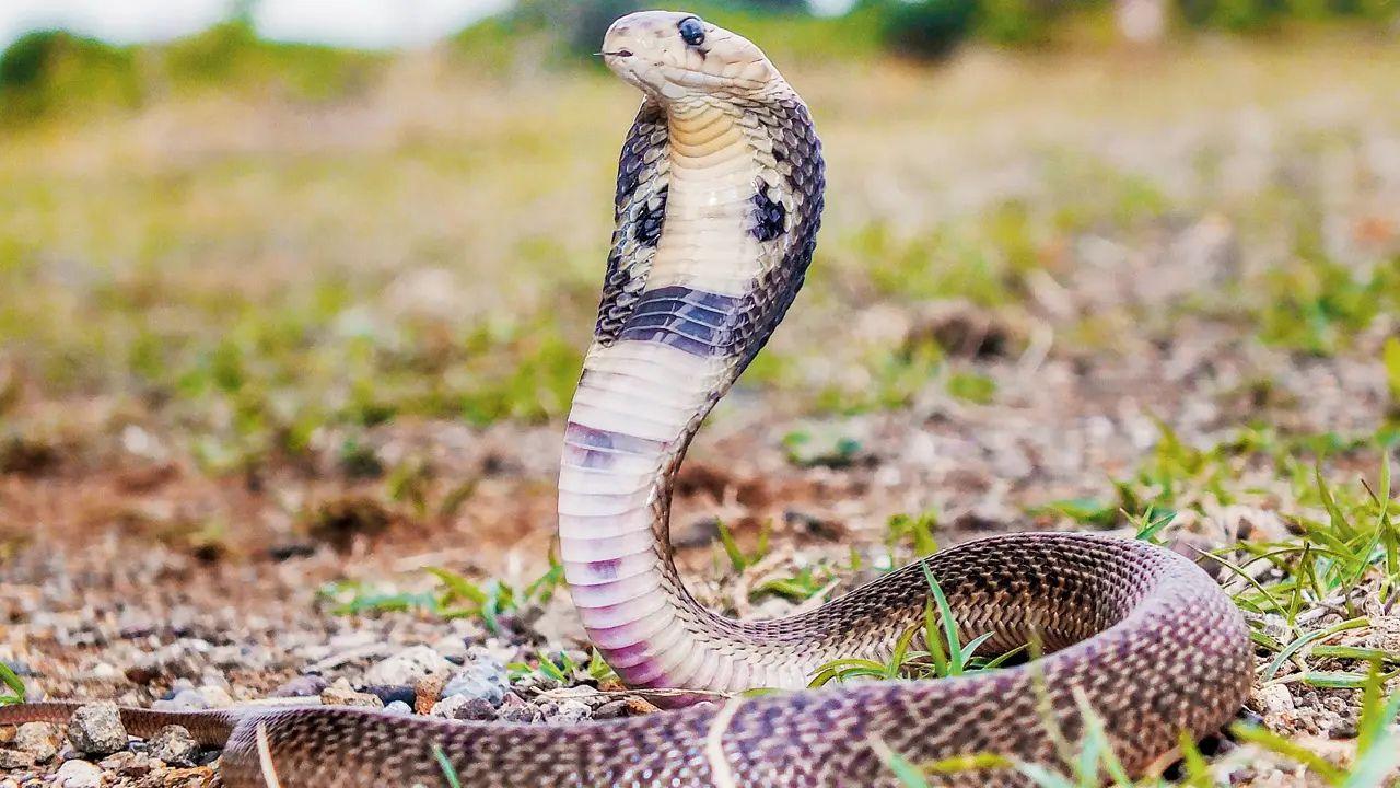 An Indian spectacled cobra