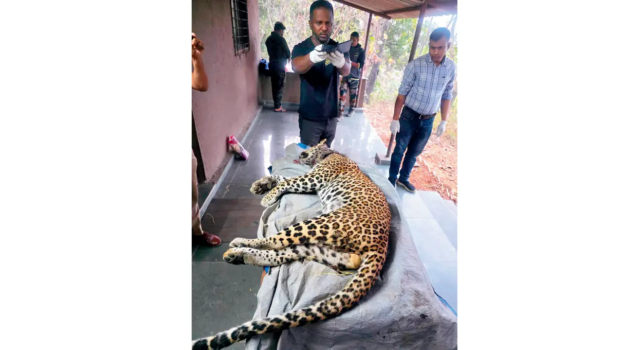 Bhayandar leopard rescued and released into SGNP found dead in Yeoor forest