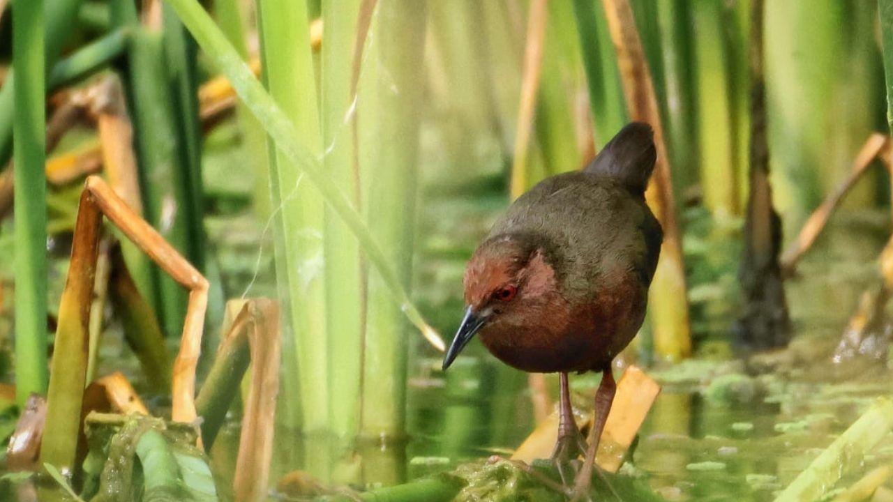 Ruddy-breasted Crake, a secretive wetland bird native to South and Southeast Asia, spotted at Nandur Madmeshwar Bird Sanctuary
