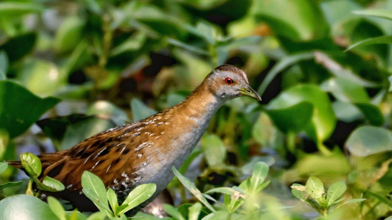 Baillon’s Crake, a small migratory wetland bird that visits India from Europe and Central Asia, sighted at Nandur Madmeshwar Bird Sanctuary