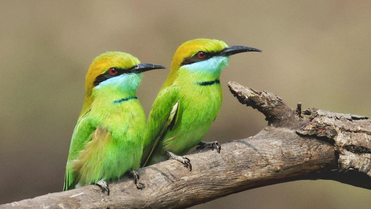 Two green bee-eaters, colourful residents of the Indian subcontinent, rest briefly on a twig before resuming their aerial hunt for insects