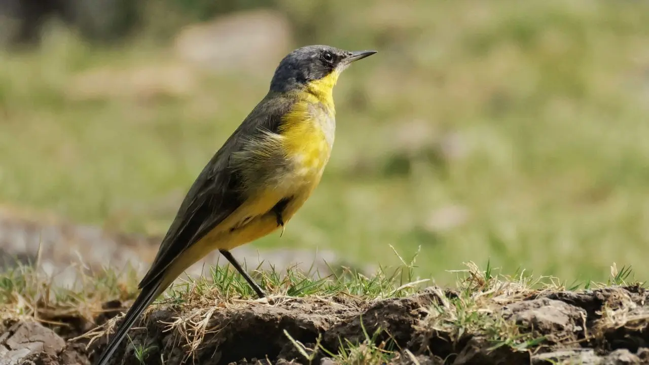 IN PHOTOS: Inside Maharashtra's iconic wetland Nandu Madhmeshwar Bird Sanctuary