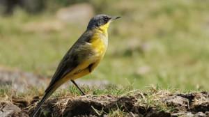 IN PHOTOS: Inside Maharashtra's iconic wetland Nandu Madhmeshwar Bird Sanctuary