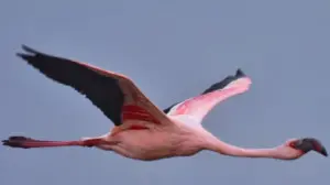 IN PHOTOS: Flamingo numbers set to rise at Thane Creek in the next two days