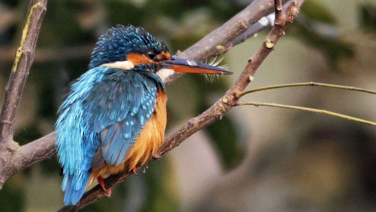 The common kingfisher is mostly a resident bird in India, meaning it does not migrate long distances. It usually moves locally from rivers and streams to lakes, reservoirs and wetlands depending on water levels and fish availability, including places like Nandur Madhmeshwar Bird Sanctuary