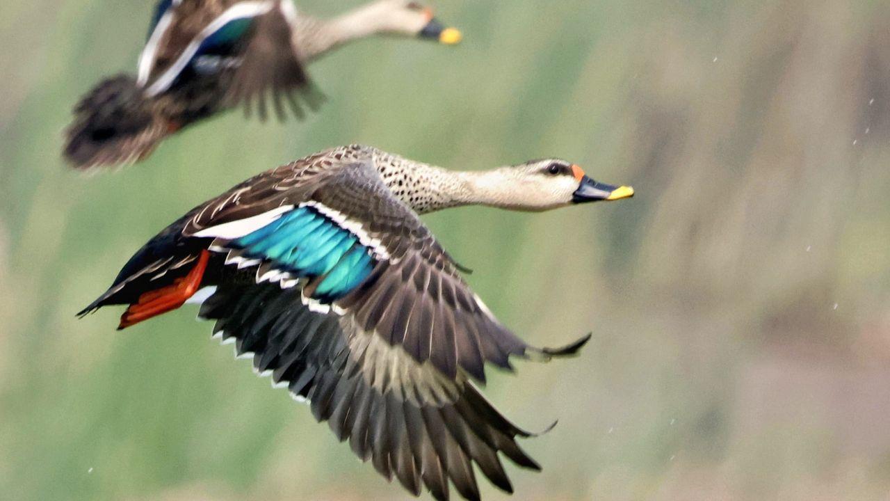 Grace in motion: an Indian spot-billed duck takes flight at Nandur Madhmeshwar Bird Sanctuary. It is native to the Indian subcontinent and Southeast Asia and is largely a resident species, not a long-distance migrant