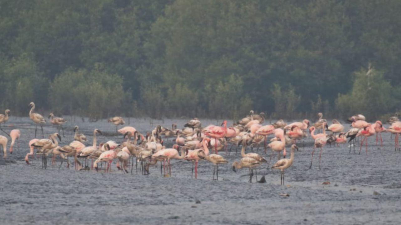 Naturalist and birder Sachin Rane said that, 