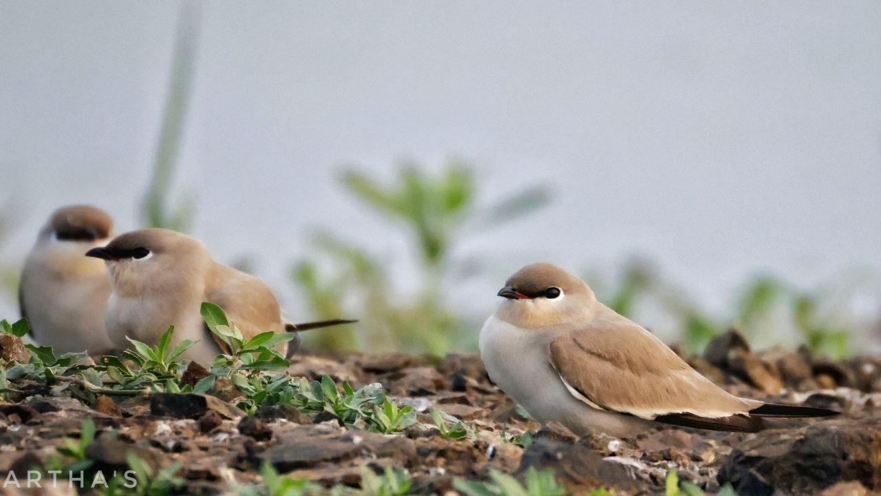 Small Pratincole is a local migrant, moving within the Indian subcontinent, typically from riverbeds and reservoirs in central and northern India to suitable wetlands and sandy shores across peninsular India after the monsoon