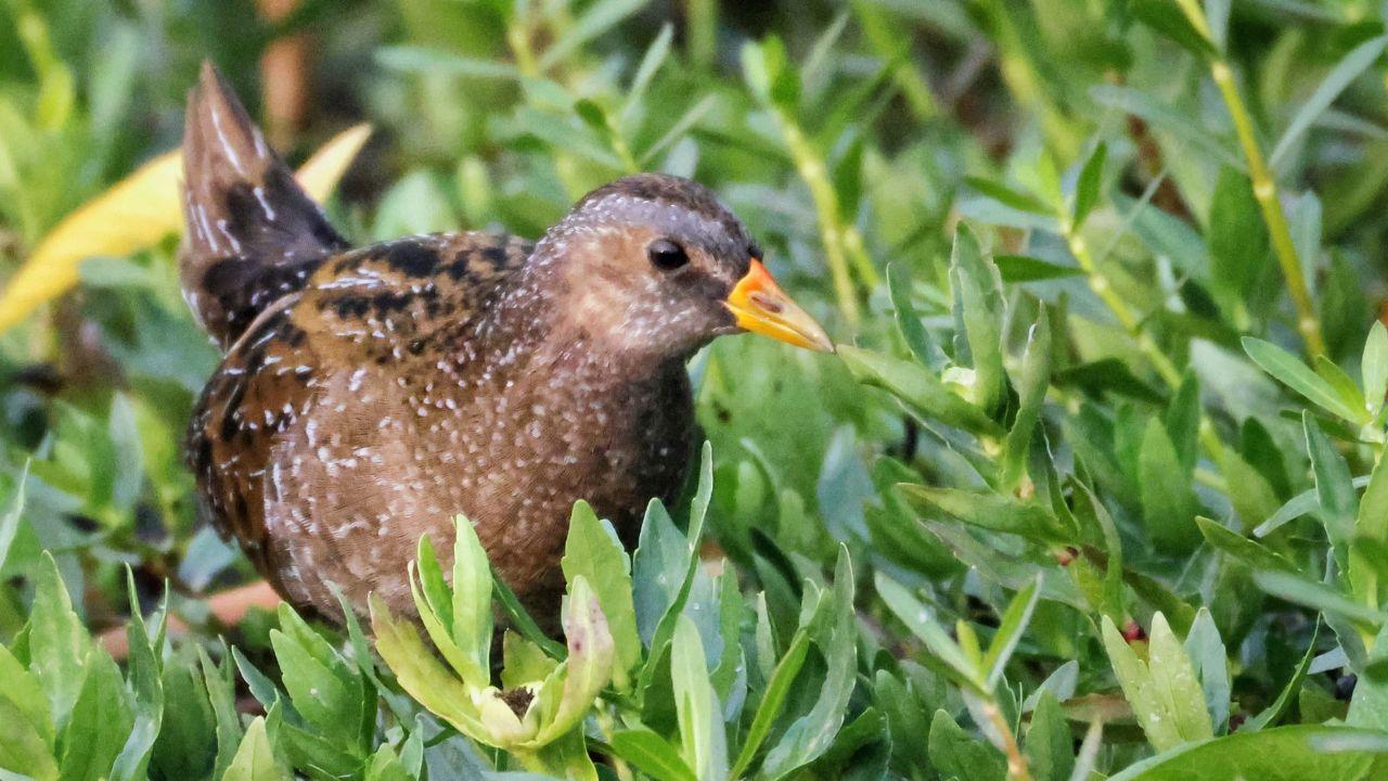 Spotted Crake, a migratory wetland bird that visits India from Europe and Central Asia, seen moving through dense marsh vegetation at Nandur Madmeshwar Bird Sanctuary