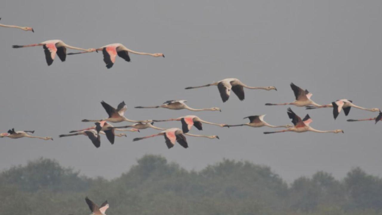 Thane Creek has attracted large numbers of flamingos. By November, these birds and their chicks usually settle on the mangrove-lined mudflats and stay until May
