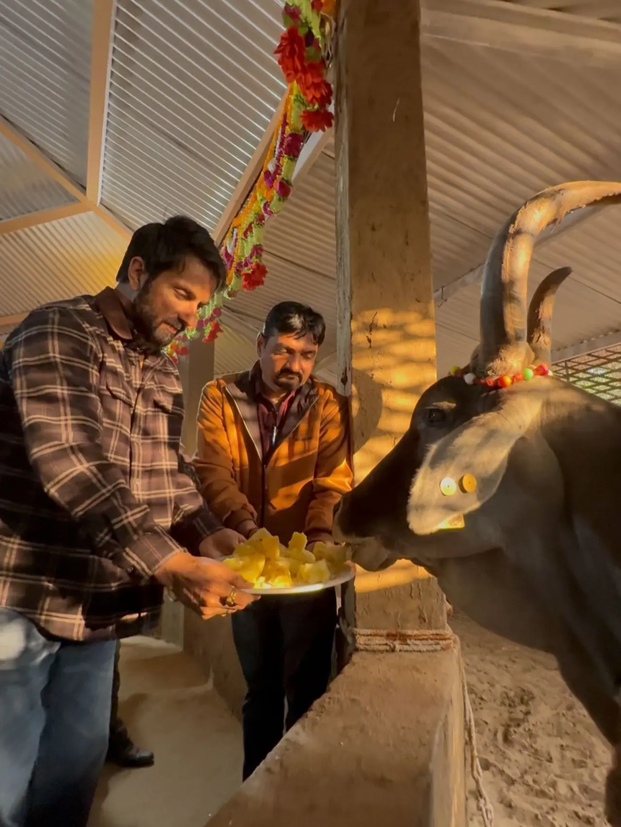 On the occasion of Shivratri, actor Son Sood was seen feeding cows, embracing the spirit of the festival with devotion and compassion.
